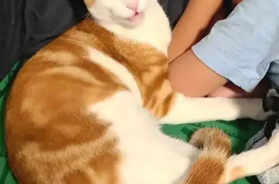 Help Find Owden: Lost Cat in Puyallup