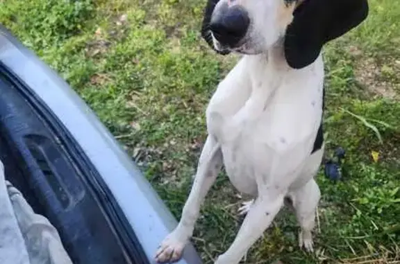 Chien trouvé Aubignan, photo: Chien mâle castré trouvé à Aubignan