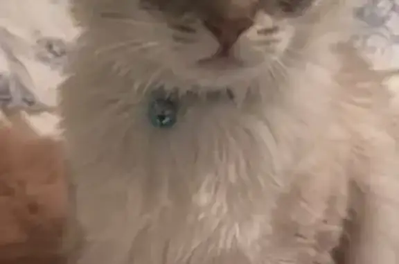 Lost Cat: Help Find Poppy in S. Burlington
