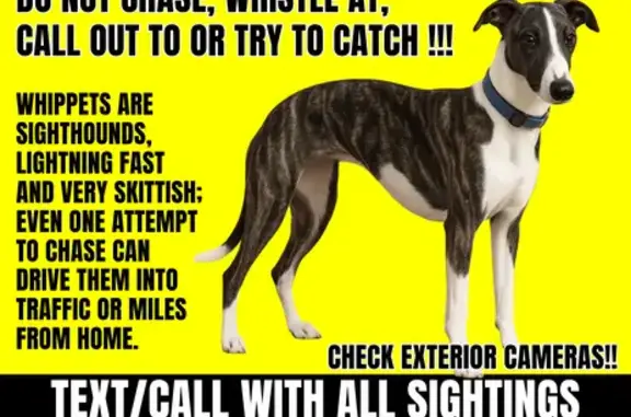 Lost Skittish Whippet in Vienna Woods