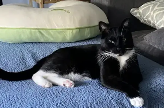 Lost Tuxedo Cat: Green Knolls Lane