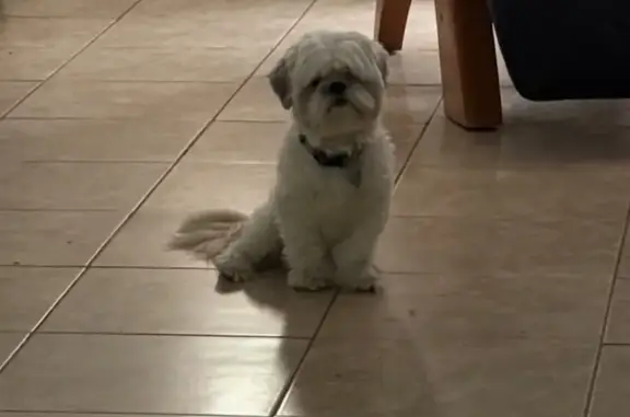 Missing dog Fort Lauderdale, photo: Lost Cream Dog: NW 12th Ave, Fort Lauderdale