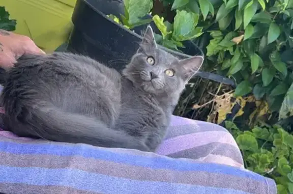 Animaux perdus , photo: Chatte grise stérilisée perdue à Marseille