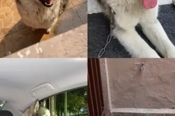 Perro encontrado , foto: Perro negro hallado en Canal de Tezontle