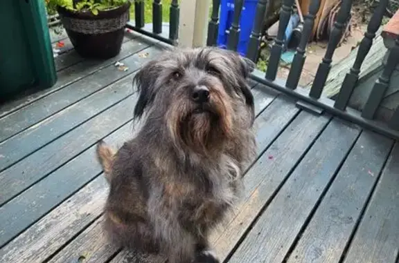 Lost Brindle Dog on Pleasant St, Attleboro