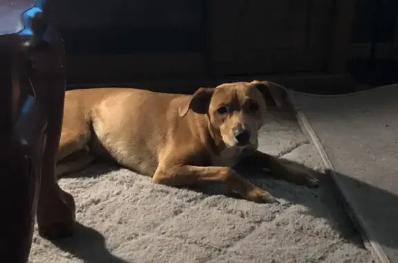 Lost Dog: Friendly Shepard/Lab Mix