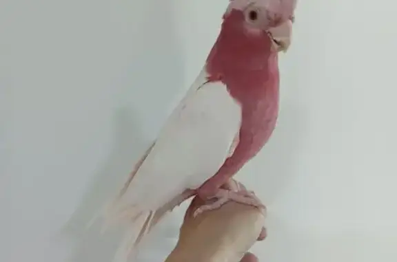 Adult Parrot Missing: Dark pink head and breast. White wings, tail and back. Flew out of a high-rise building window.