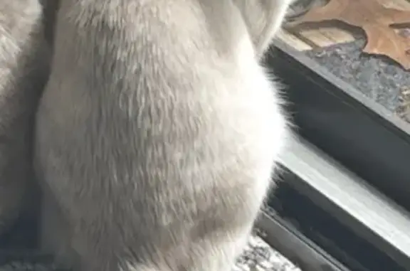 Lost Siamese Cat: Sedgewick Drive VA
