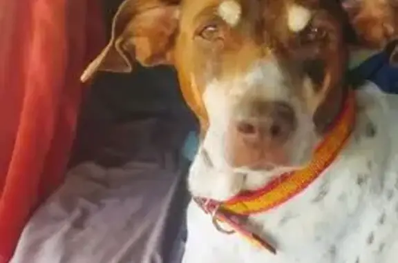 Perro perdido marrón con motas blancas en Cambrils