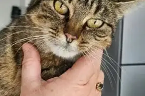 Chat trouvé Kervignac, photo: Chat tigré trouvé à Kervignac