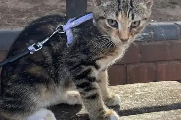Help Find Lilo: Lost Kitten DE24 Area