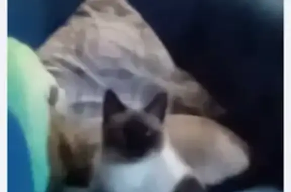 Lost Siamese Cat: Tan & Black Face, Wheat Ridge