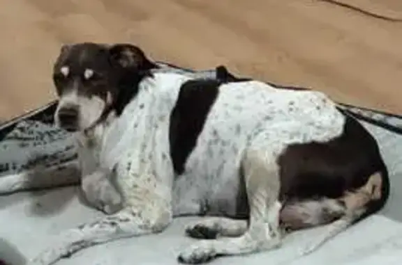Perro Perdido en Cambrils: Blanca y Marrón