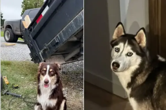 Help Us Find Our Lost Dogs in Denison!