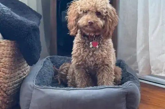 Lost Dog: Red Tag, S. MLK Jr. Dr, Chicago