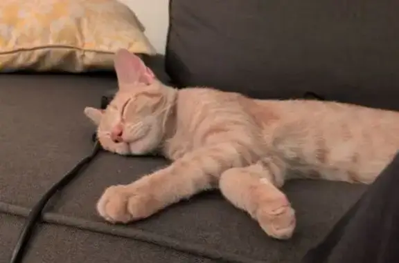 Lost Orange Tabby: 'Sonny' in Palm Springs