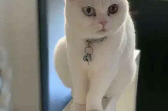 Help Find Missing White Shorthair Cat!