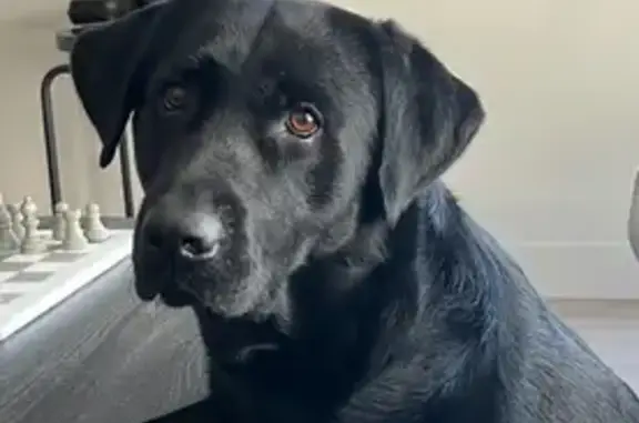 Lost Dogs: Astro & Zion in Piñon Hills