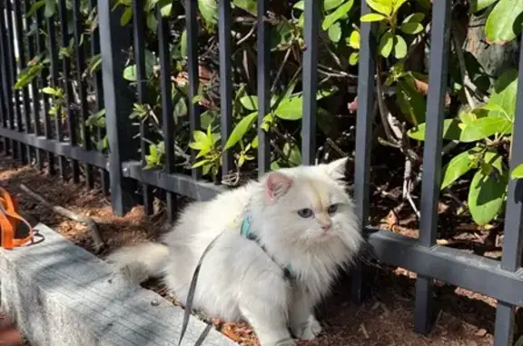 Lost: White Long-Haired Cat, Arlington