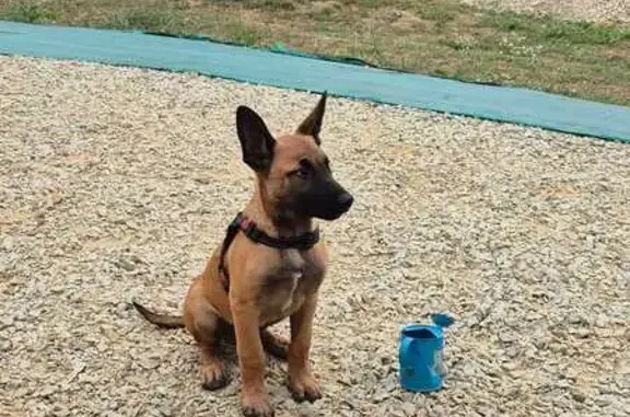 Chiot Malinois perdu à Lucé-sous-Ballon - photo