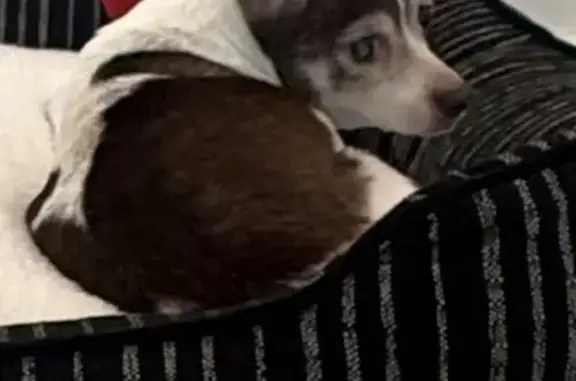 Blind Senior Dog Lost on Stardust Lane