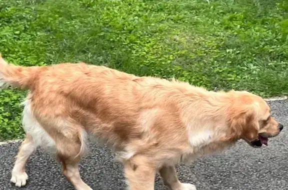 Chien trouvé à Gourdon (46300) - photo