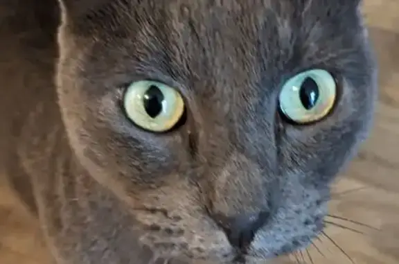 Animaux trouvés Périgny, photo: Chat retrouvé à Périgny