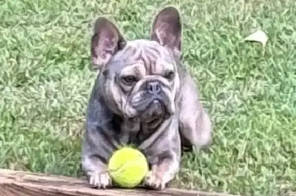 Missing dog , photo: Lost French Bulldog: Boyertown, PA