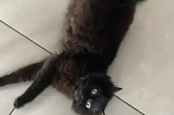 Chat noir 6 ans perdu, pucé et castré - photo