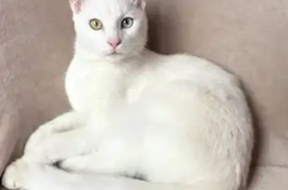 Animaux perdus Saint-Quentin, photo: Chat câlin perdu à Saint-Quentin