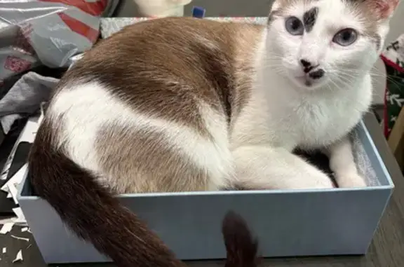 Missing cat California City, photo: Lost Cat: Spotted Beauty in Fullerton!