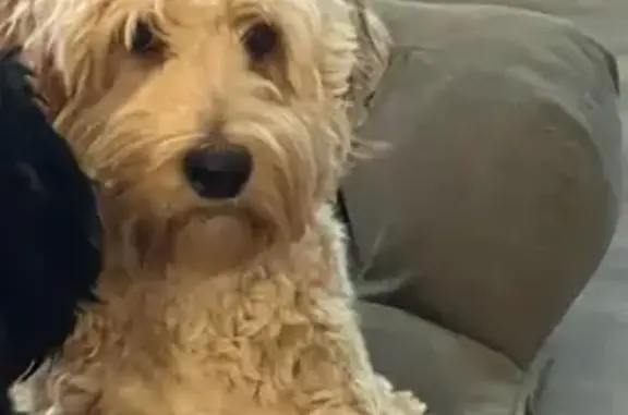 Help Find Our Lost Dog on Thompson Mill Rd!