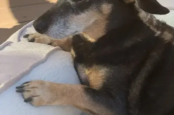 Help Find Gracie: 17-Year-Old Dog Lost