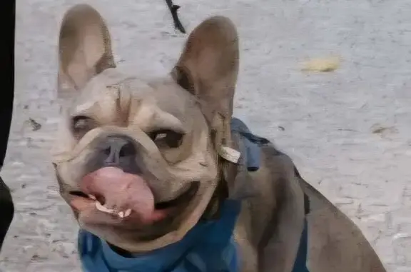 Missing dog Boyertown, photo: Lost French Bulldog on N. Funk Rd, Boyertown