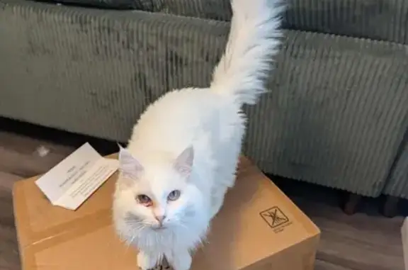 Lost White Ragdoll Cat in Madison