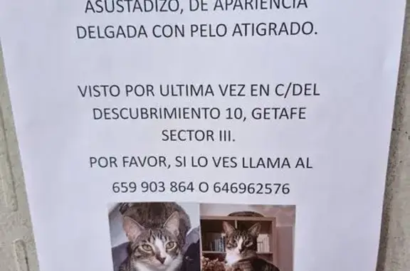 Búsqueda de mascotas, foto: Gato Atigrado Perdido en Getafe, 1 Año