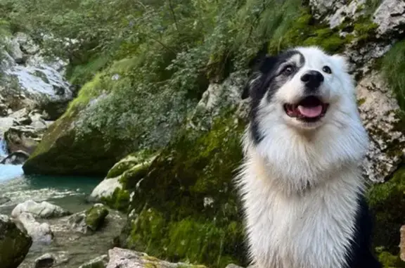 Chien perdu , photo : Chienne perdue à Charauze le Haut
