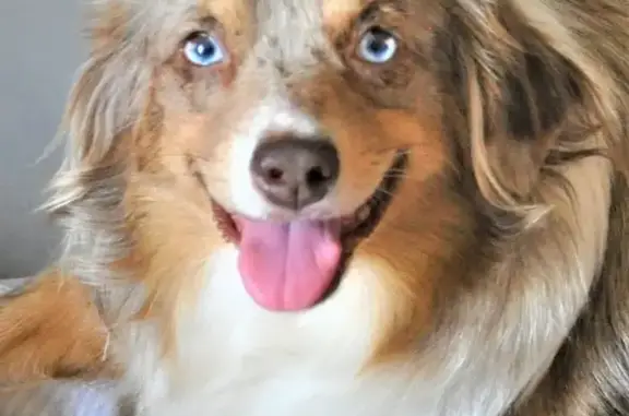 Chienne merle lila perdue à Pessac - photo