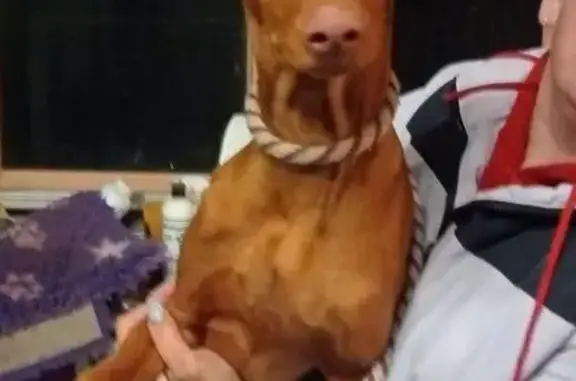 Missing dog Melbourne, photo: Lost Red Dog Ace: Nervous & Skittish