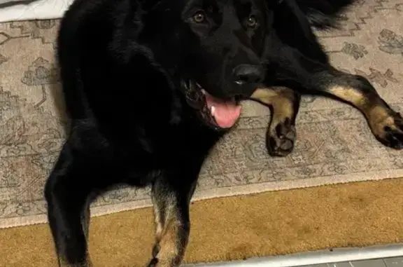 Lost Dog: Black & Tan in Maitland, NSW