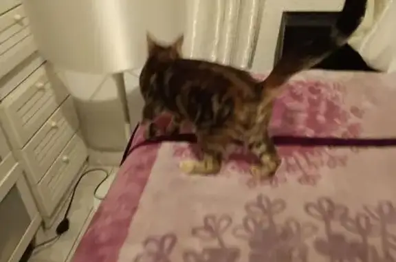 Juguetón Gato Marrón Encontrad...