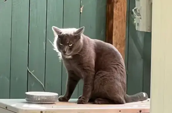 Found Cat: Blue/Gray, Green Ey...