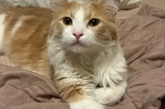 Missing cat Corona, photo: Lost Cat: White & Orange Tabby, Corona