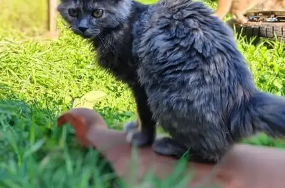 Chat gris foncé perdu à Chaumont - photo