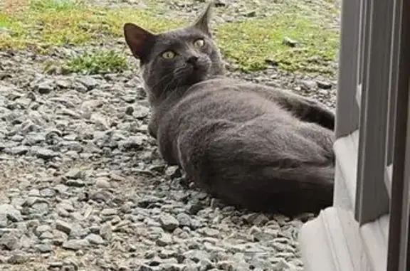 Animaux trouvés , photo: Chat gris mâle trouvé à Fougeré