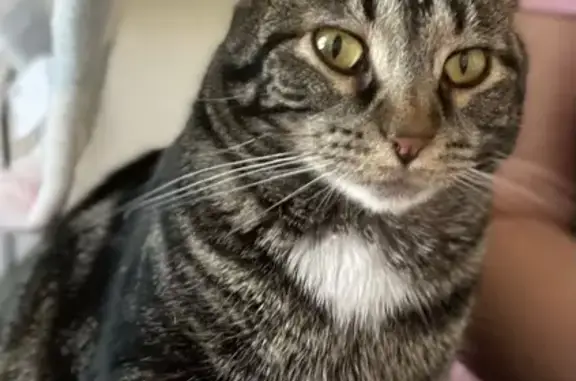 Missing cat Killeen, photo: Lost Cat Alert: Grey & Black Beauty Missing