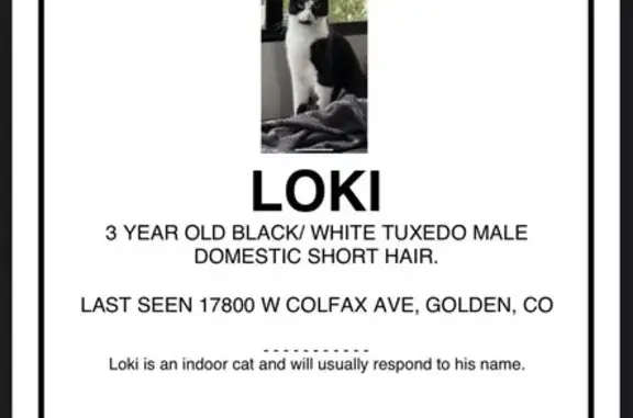 Lost Tuxedo Cat Near West Colfax Ave