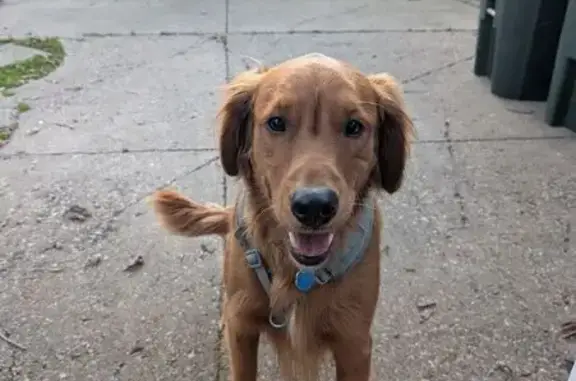 Found dog Apple Valley, photo: Found: Sweet Golden Retriever on CR 42