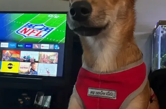 Lost Chihuahua Mix: Brown & White in TX