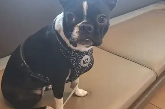 Lost Boston Terrier: Bella Needs Help!
